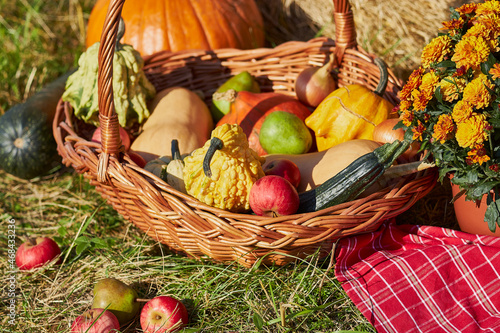 Still-life. Harvest of autumn fruits in a basket on the grass. Colorful pumpkins, red apples, pears, onions, zucchini, dry grass, red tablecloth.