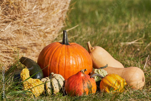 Still-life. Harvest pumpkins of green, orange, yellow color on the grass against the background of a haystack.