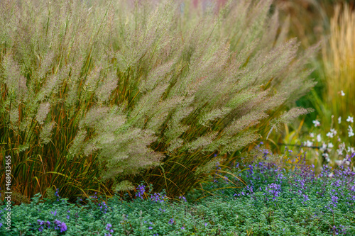 Calamagrostis arundinacea or Calamagrostis brachytricha in grass garden. Decorative cereals and grasses in landscape design photo
