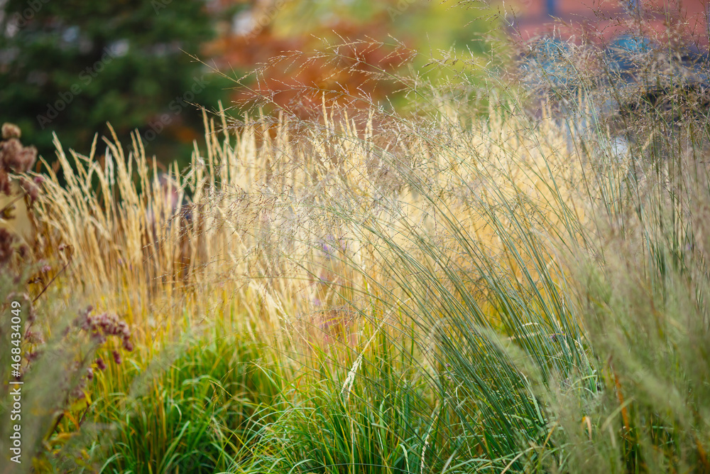 Fototapeta premium Herb garden with ornamental grasses and herbs in autumn. Decorative grasses and cereals in landscape design. Autumn garden.