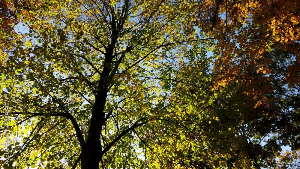 Colorful autumn red , yellow and green leaves on trees in a park - foliage - Autumn leaf color, sun rays, light reflections Colorful autumn red , yellow and green leaves on trees in a park - foliage - Autumn leaf color, sun rays, light reflections