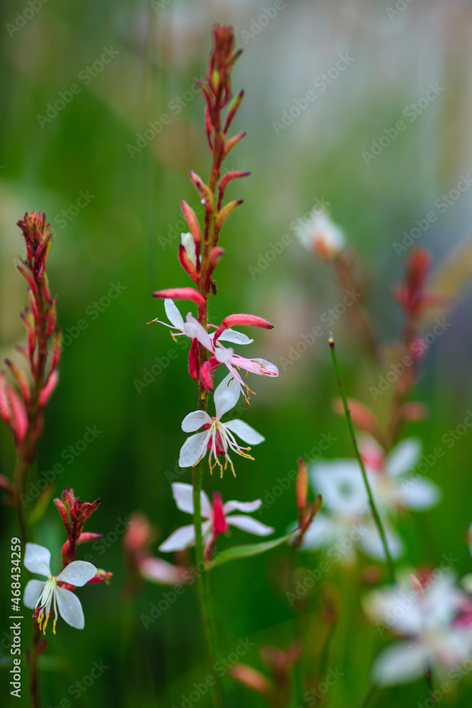 Gaura Lindheimeri ( White gaura) - plant species of the genus Gaura family kipreyny. Gaura Whirling butterflies in herb garden Gaura Lindheimeri ( White gaura) - plant species of the genus Gaura family kipreyny. Gaura Whirling butterflies in herb garden