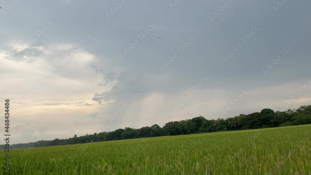egrets flying in the rice fields egrets flying in the rice fields