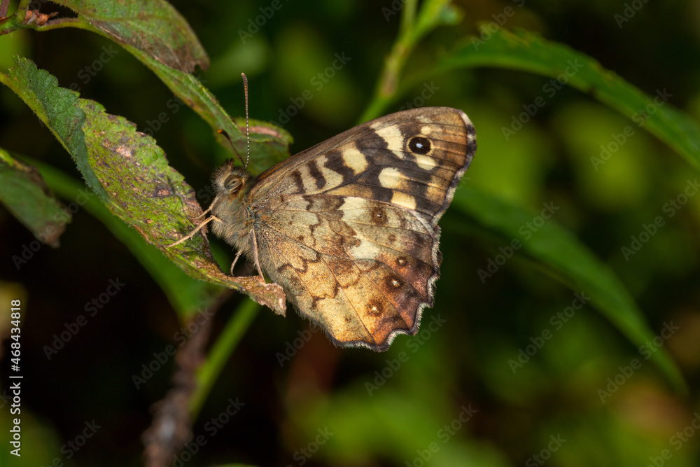 Waldbrettspiel, Pararge aegeria, Rabenlay, Mosel, 04.09.2021