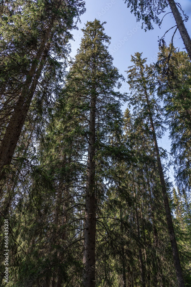 Fototapeta premium trees in the forest