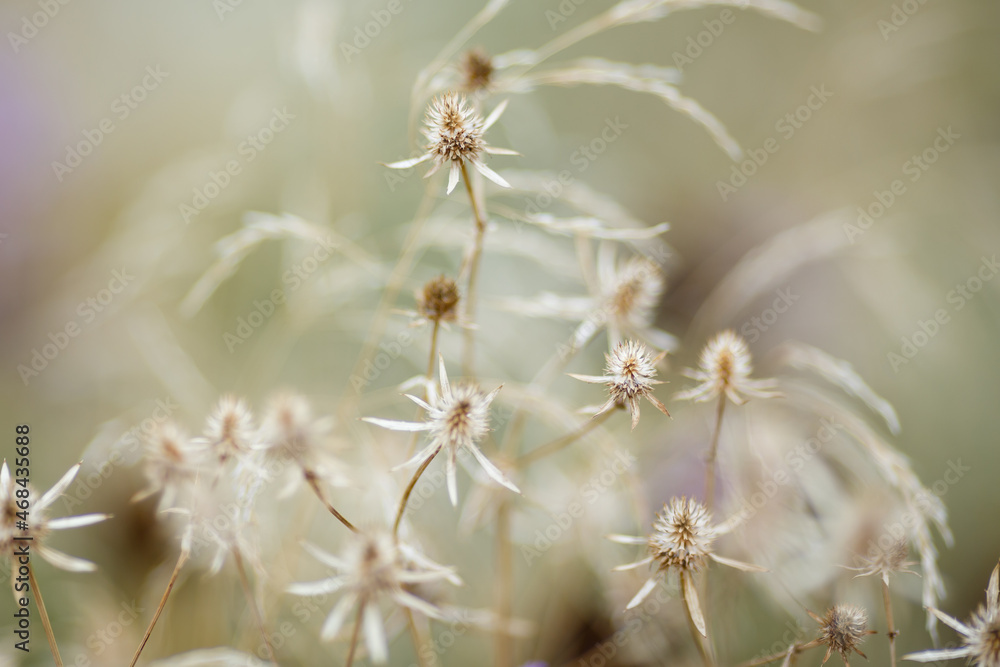 Dry grass or a dry flower in garden. Photos with vintage processing. Tinted image for interior poster, printing, wallpaper Dry grass or a dry flower in garden. Photos with vintage processing. Tinted image for interior poster, printing, wallpaper