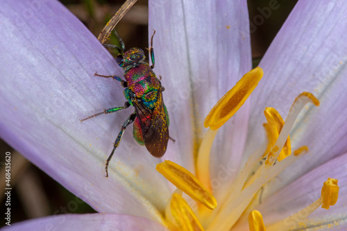 Hedychrum rutilans, Goldwespe, Lampertstal, Eifel, 07.09.2021 photo