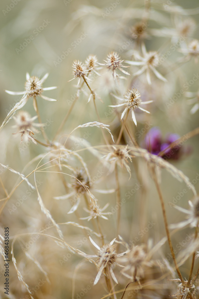 Dry grass or a dry flower in garden. Photos with vintage processing. Tinted image for interior poster, printing, wallpaper