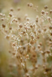 Dry grass or a dry flower in garden. Photos with vintage processing. Tinted image for interior poster, printing, wallpaper