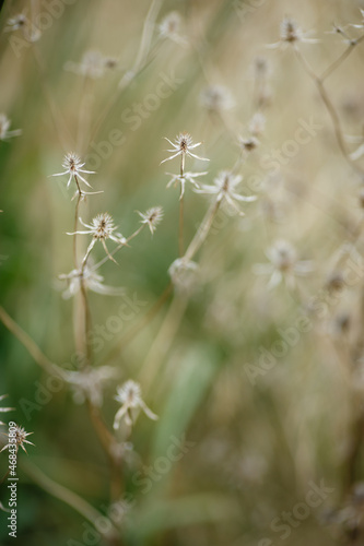 Dry grass or a dry flower in garden. Photos with vintage processing. Tinted image for interior poster, printing, wallpaper © Flower_Garden