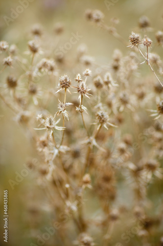Dry grass or a dry flower in garden. Photos with vintage processing. Tinted image for interior poster, printing, wallpaper