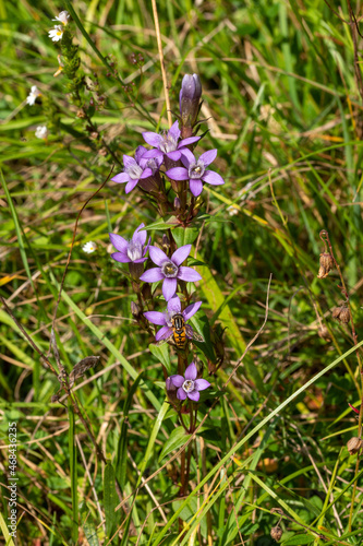 Deutscher Enzian  Gentianella germanica  H  neberg  Eifel  Ripsdorf  07.09.2021