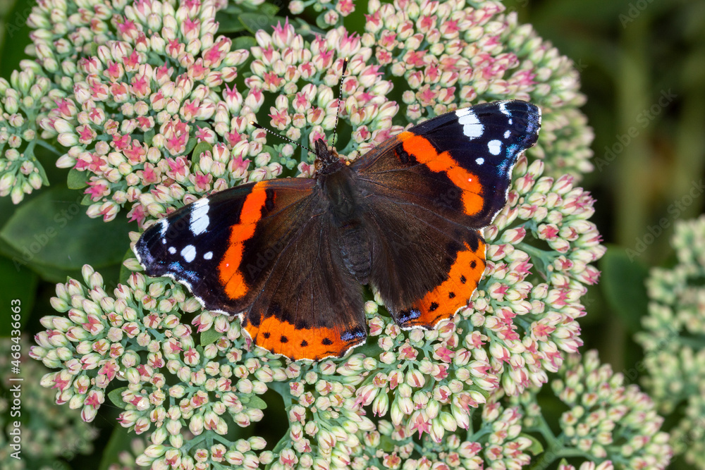 Admiral, Vanessa atalanta, Leverkusen-Opladen, 11.09.2021 Admiral, Vanessa atalanta, Leverkusen-Opladen, 11.09.2021