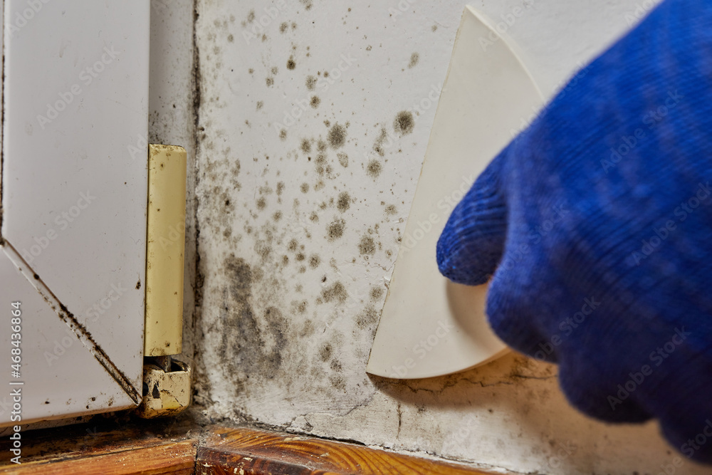 A person with a spatula removes stains of toxic mold and fungal