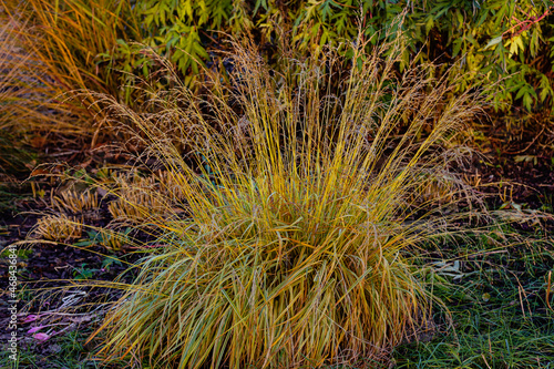 Dry herbs in the autumn garden. Decorative cereals and grasses in landscape design.