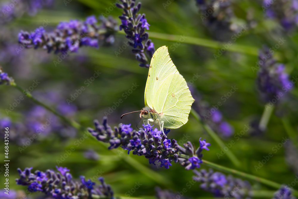 Naklejka premium Common brimstone butterfly (Gonepteryx rhamni) sitting on lavender in Zurich, Switzerland