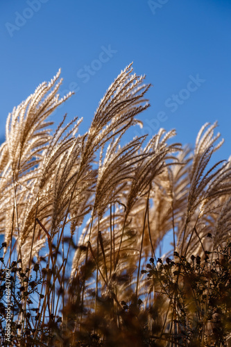 Miscanthus sinensis sways in autumn garden. Beautiful tall grass in the sun sways in the wind