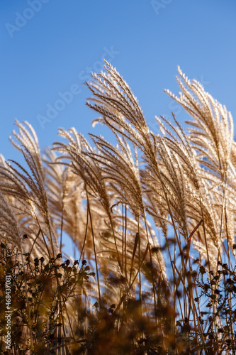 Miscanthus gigantic grass in autumn garden. Miscanthus sinensis also known as Chinese Silver Grass. Dry plants in the garden. Ornamental grasses dried flowers. 