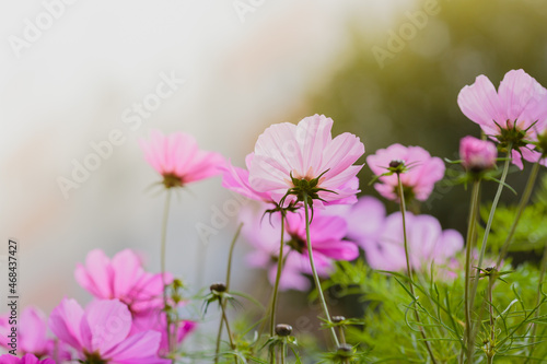 Cosmos flowers in sunny day. Cosmos is a genus, with the same common name of cosmos, consisting of flowering plants in the sunflower family © Flower_Garden
