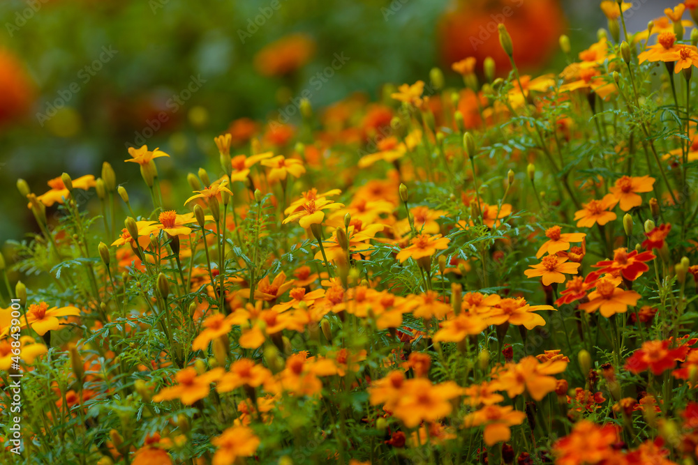 Blooming vibrant yellow and orange French marigold (Tagetes patula) in the garden. Bright s