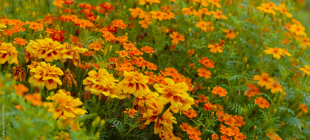 Blooming vibrant yellow and orange French marigold (Tagetes patula) in the garden. Bright s