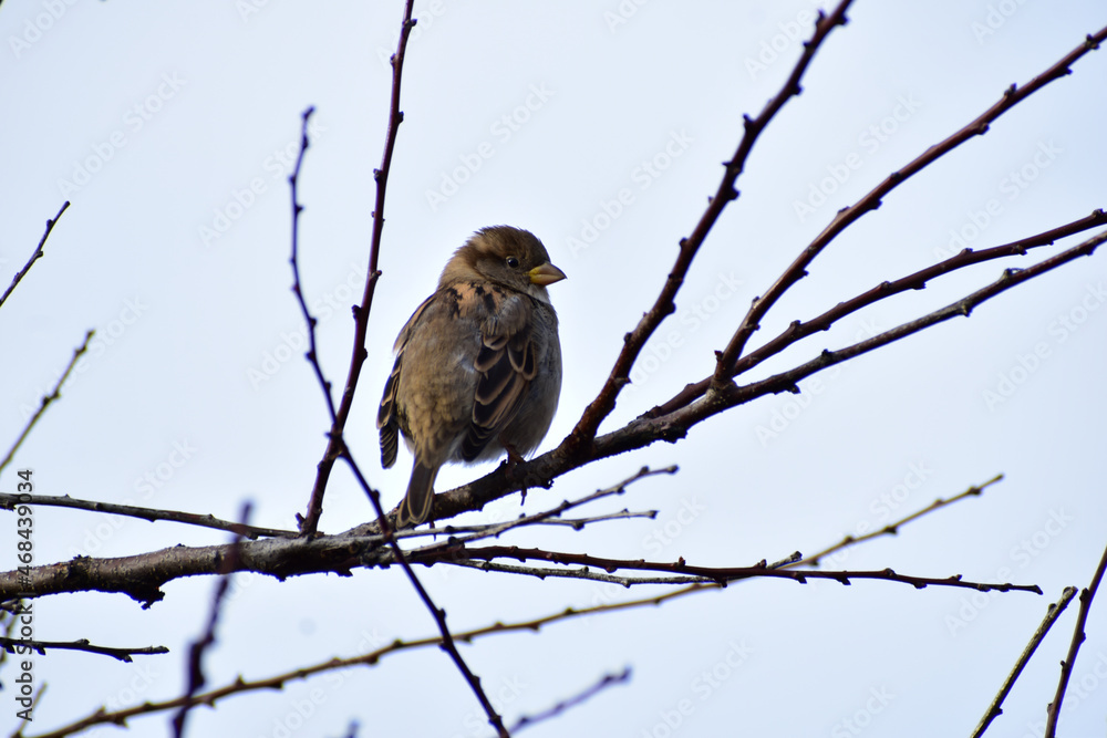 The common sparrow sits on the branches of a tree under a blue sky. The common sparrow sits on the branches of a tree under a blue sky.