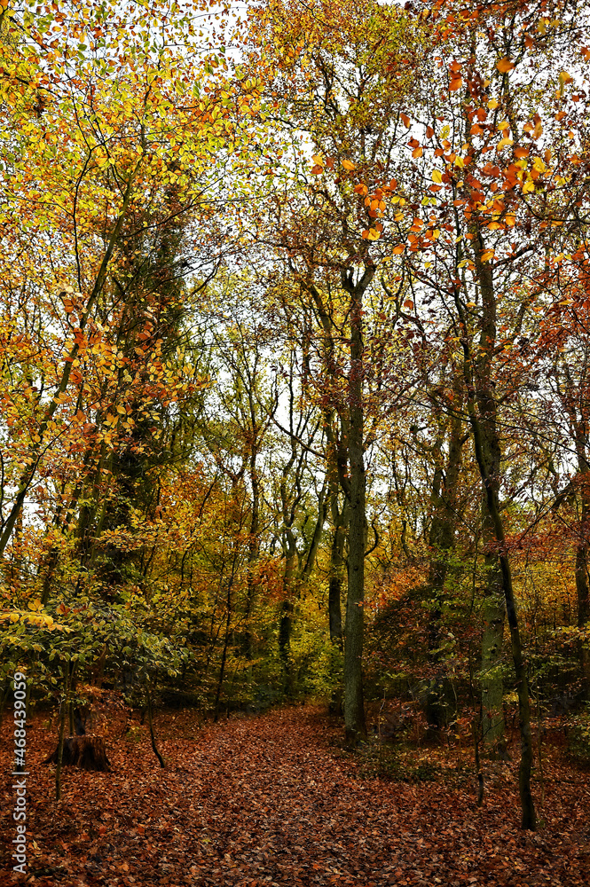 Fototapeta premium Wald - Bäume - Herbst
