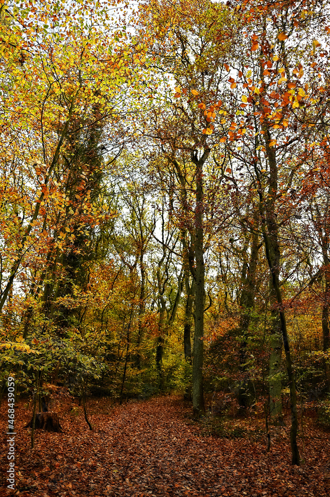 Wald - Bäume - Herbst