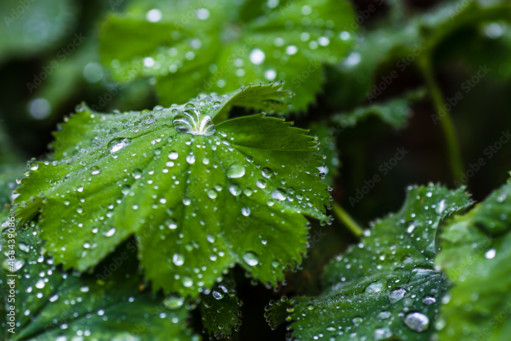 Background with water drops on leaves of Lady's Mantle, top view Background with water drops on leaves of Lady's Mantle, top view