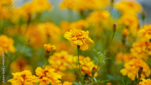 Blooming vibrant yellow and orange French marigold (Tagetes patula) in the garden. Bright s