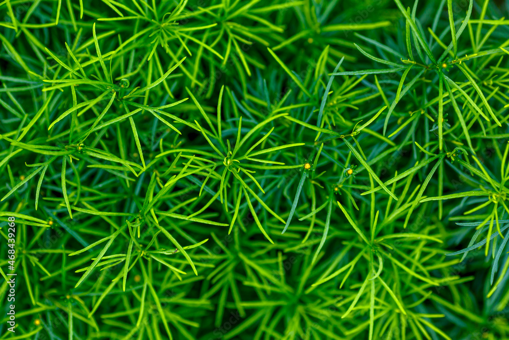 Natural background of green leaves Natural background of green leaves