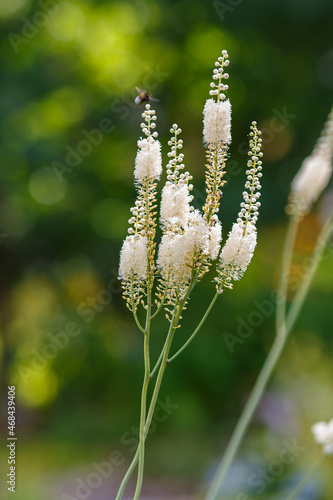 Black cohosh ( Latin:  Actaea racemosa ) is a perennial herbaceous plant. Growing medicinal plants in the garden. White inflorescences of cimicifuga racemosa in natural background
