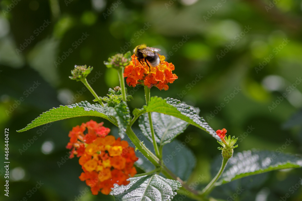 Obraz premium Bumblebee on flower of lantana camara. Summer or spring background with flower of lantana camara