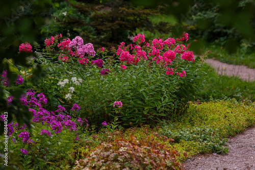 The beautiful blossoms of Phlox paniculata. The purple and red flowers of Phlox paniculata