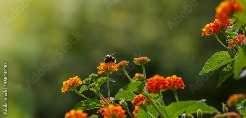 Bumblebee on flower of lantana camara in summer garden. Summer of spring background or banner