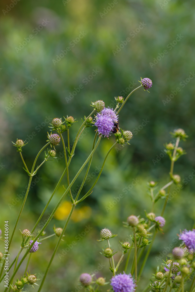 Bee on purple flower of Succisa pratensis in natural background Bee on purple flower of Succisa pratensis in natural background