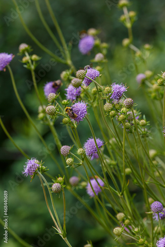 Bee on purple flower of Succisa pratensis in natural background