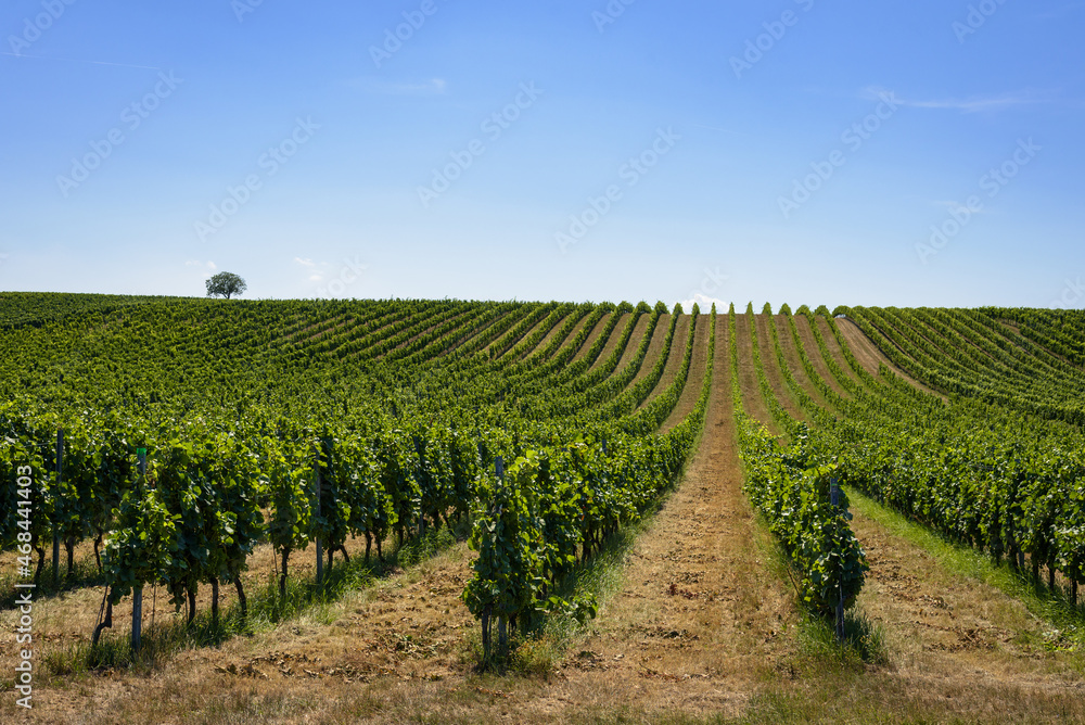 Vines in a vineyard under blue sky, Burgenland, Austria