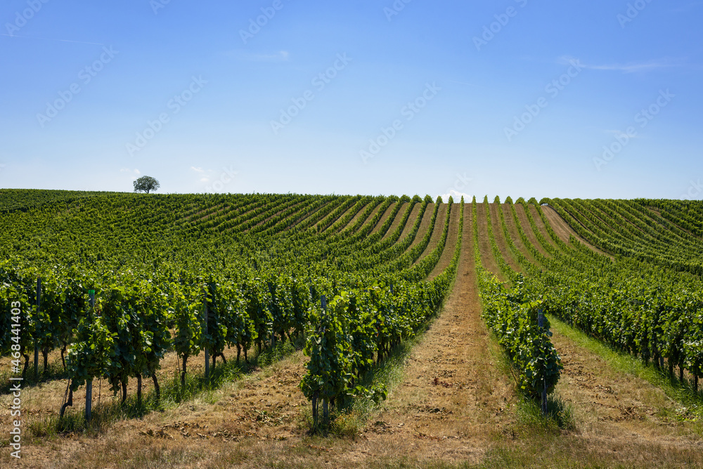 Vines in a vineyard under blue sky, Burgenland, Austria Vines in a vineyard under blue sky, Burgenland, Austria