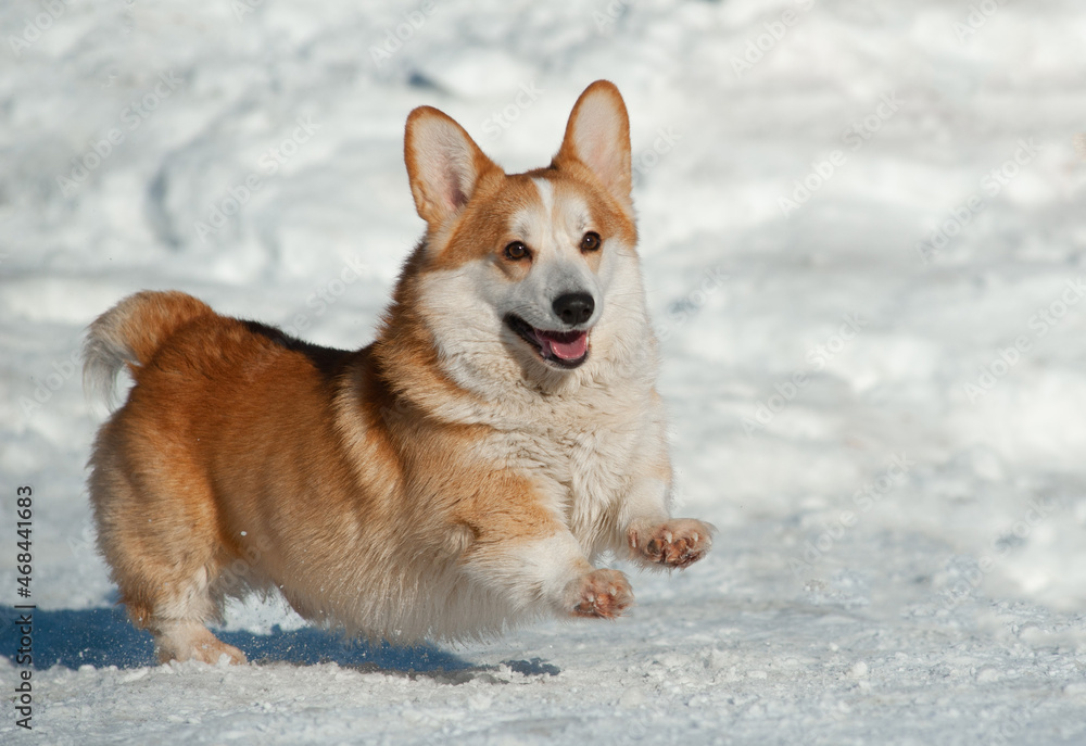 Cute corgi dog running in winter