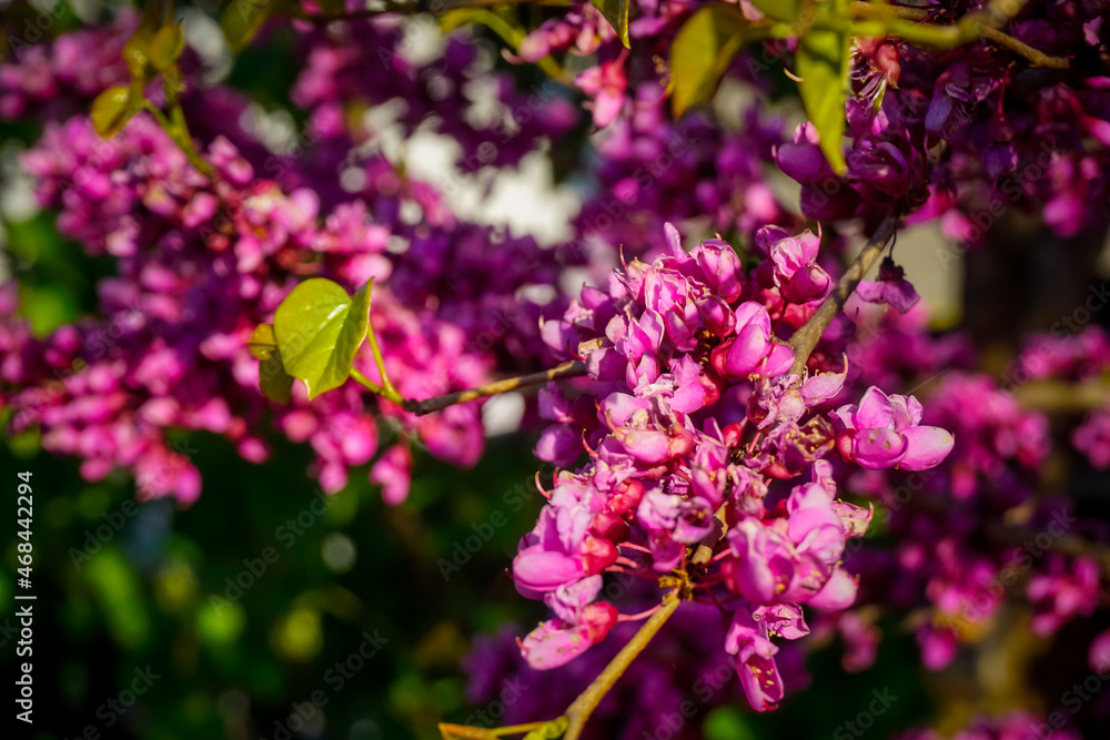 Beautiful flowers bloom in spring Beautiful flowers bloom in spring