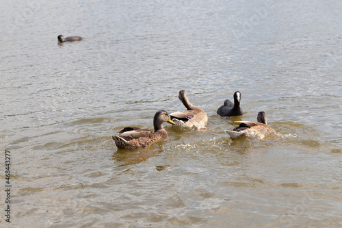 wild nature with waterfowl ducks © rsooll