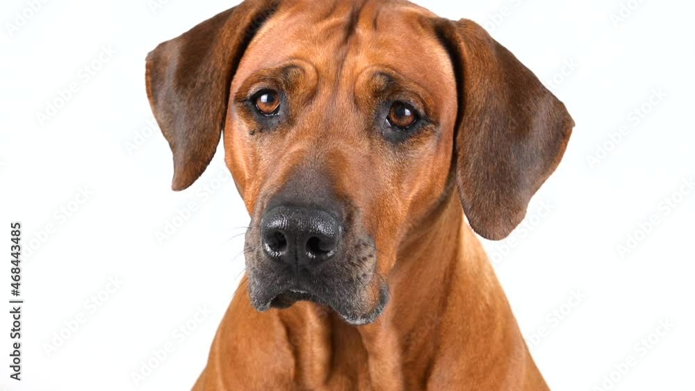 Close-up shot of Rhodesian ridgeback dog looking at camera Close-up shot of Rhodesian ridgeback dog looking at camera