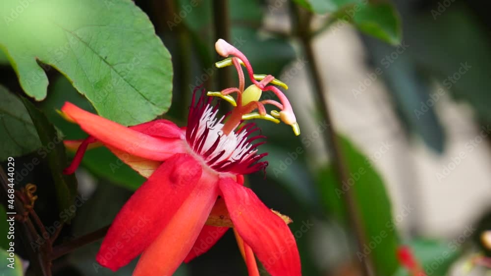 Passiflora coccinea (scarlet passion flower, red passion flower