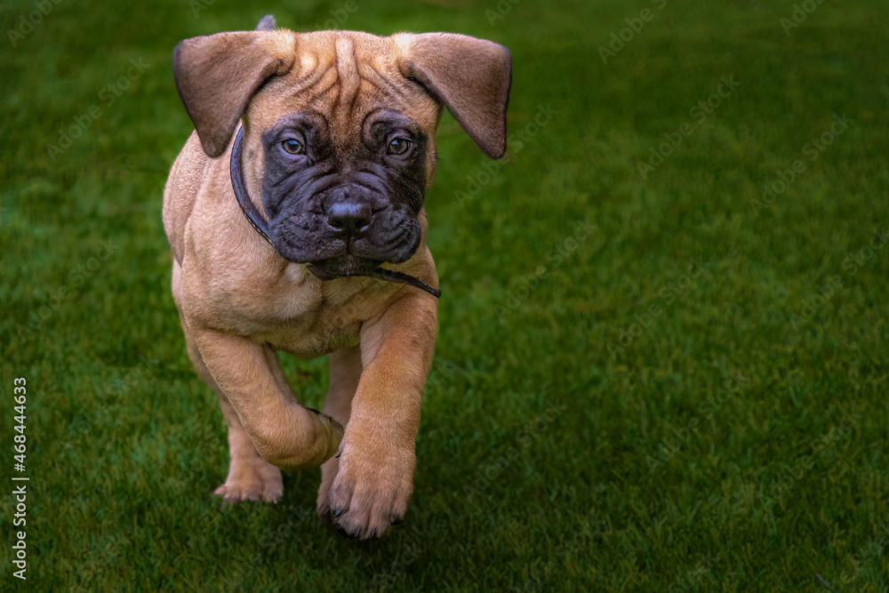 Fototapeta premium 2021-11-10 A 9 WEEK OLD BULLMASTIFF PUPPY RUNNING ACROSS A LUSH GREEN LAWN PUPPY