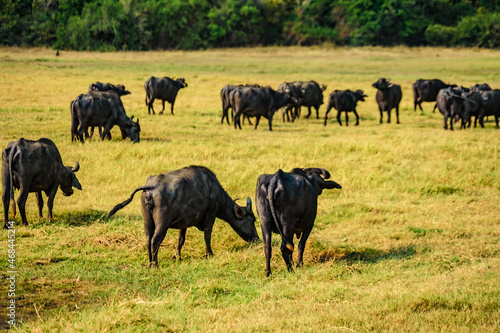 Fototapeta Naklejka Na Ścianę i Meble -  ミンネリア国立公園の牛の大群（スリランカ）