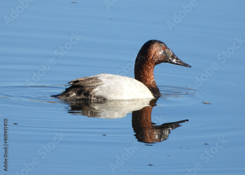 Canvasback duck diving in the sunshine photo