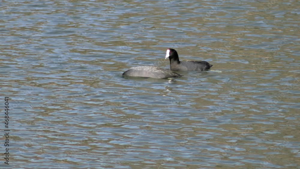 California Black Coots on a Recreational Lake Feeding and Swimming Together California Black Coots on a Recreational Lake Feeding and Swimming Together