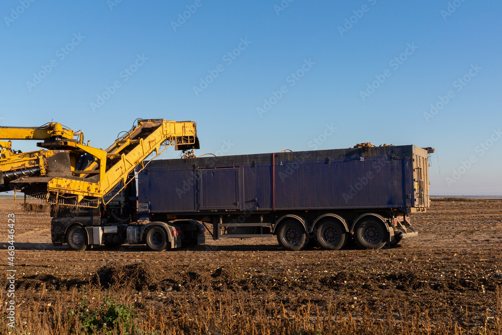 The combine collects sugar beets and loads it into a truck. Big harvest of sugar beets. Sugar production. The combine collects sugar beets and loads it into a truck. Big harvest of sugar beets. Sugar production.