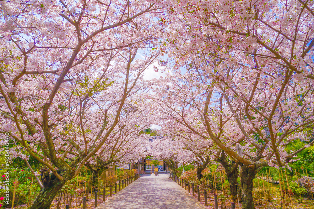 満開の桜のトンネル